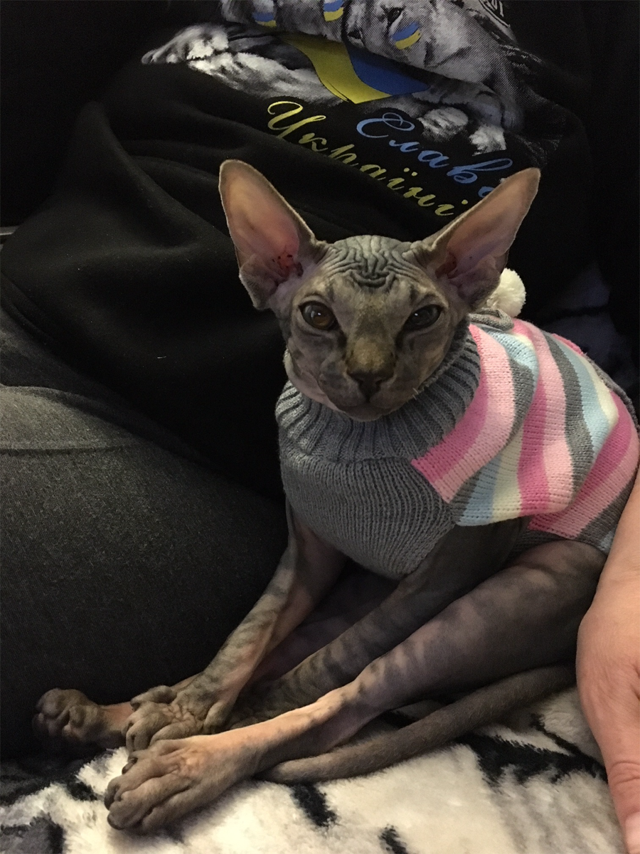 Our Cat
